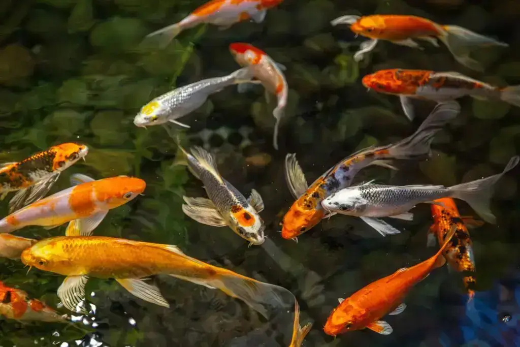 Spotting Sick Fish with DC Freshwarer Fish