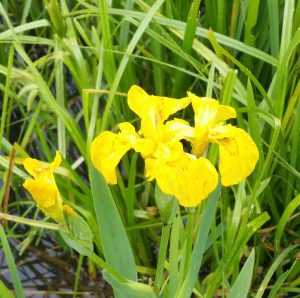 Yellow Flag Iris