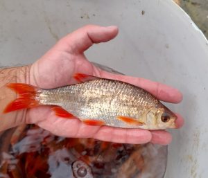 Golden Rudd
