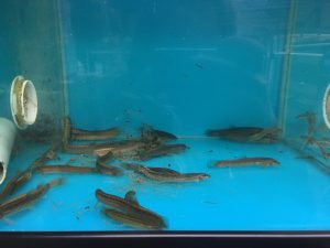 Weather Loach