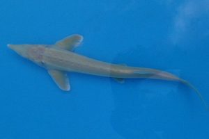 Albino Sterlet