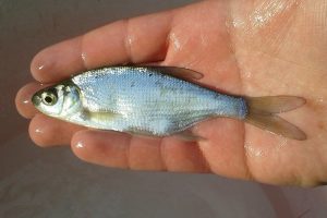 Bream