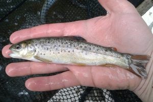 Brown Trout