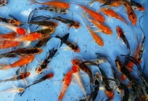 Butterfly Koi