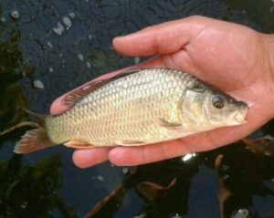 Special Deal 10 Common Carp
