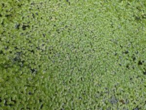 Duck Weed (100g)