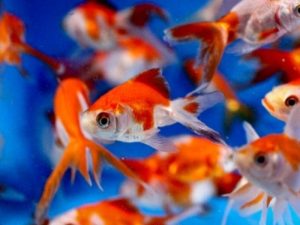 Assorted Fantail Goldfish