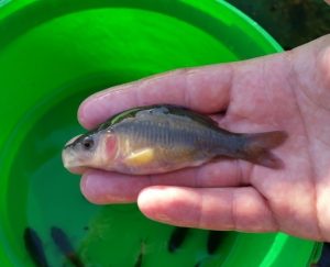 Glass Carp