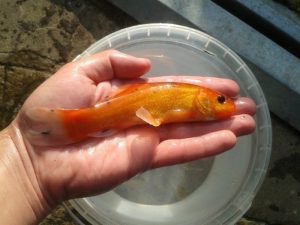 Golden Tench
