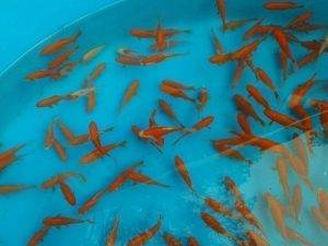 Goldfish