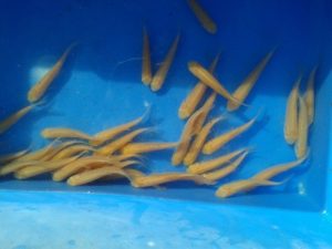 Albino Grass Carp