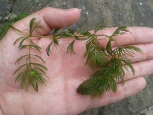 Hornwort