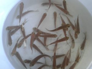 Green Grass Carp