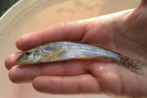 Gudgeon
