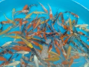 Koi Carp