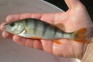 Perch