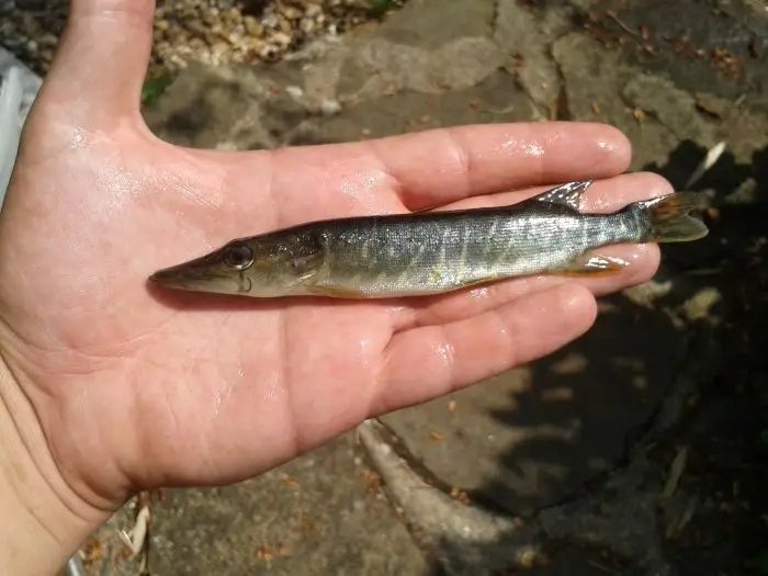pike at DC Freshwaterfish