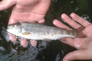 Rainbow Trout