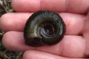 Ramshorn Snail