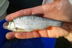 roach uk native fish dc freshwater fish
