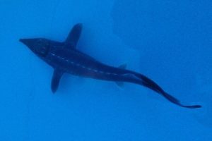 Siberian Sturgeon