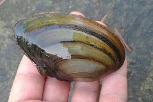 Swan Mussel