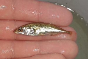 Three Spined Stickleback Special Deal 50