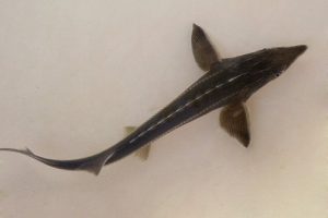 White Tip Sterlet