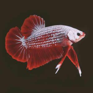 Betta Boutique Specials - ‘What You See is What You Get’ - BB2