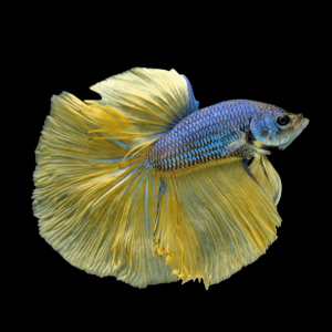 Betta Boutique Specials - ‘What You See is What You Get’ - BB3