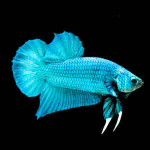 Betta Boutique Specials - ‘What You See is What You Get’ - BB4