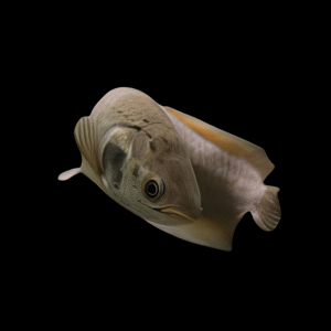 African Arowana Heterotis Niloticus 5cm