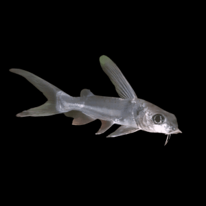 African Big Eyed Aluminium Catfish Chrysichthys Longipinnis 10cm
