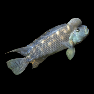 African Blockhead Cichlid Steatocranus Casuarius 5cm