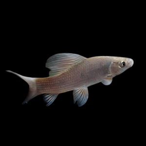African Carp Shark Labeo Coubie 10cm