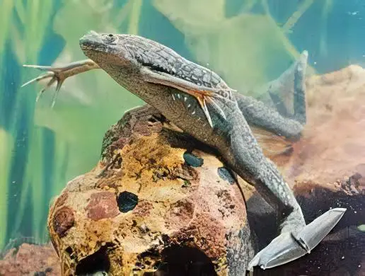 African Dwarf Clawed Frog Xenopus Laevis 3cm - Image 3