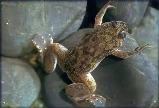 African Dwarf Clawed Frog Xenopus Laevis 3cm - Image 5