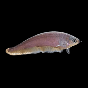 African Knife Fish Xenomystus Nigri 10cm