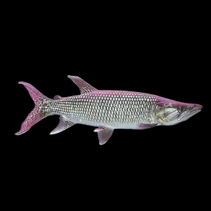 African Pike Hepsetus Odoe 10cm