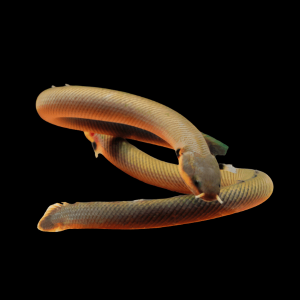 African Reed Fish Rope Fish Erpetoichthys Calabaricus 30cm