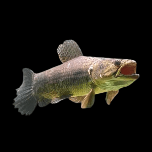 Aimara Wolf Fish Hoplias Aimara 15cm
