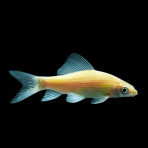 Albino Black Shark Morulius Chrysophekadion 5cm