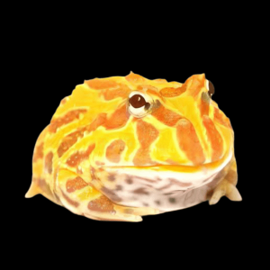 Albino Horned Frog Ceratophrys Cranwelli 4cm