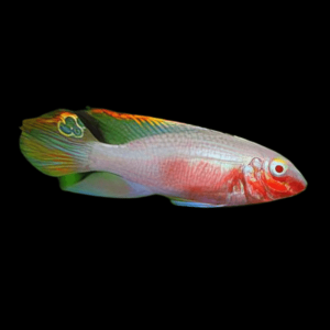 Albino Kribensis Cichlid