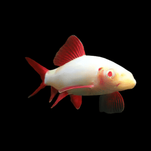 Albino Rainbow Shark Epalzeorhynchos Frenatum 8cm