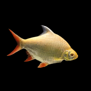 Red Tail Albino Tinfoil Barb Barbodes Schwanenfeldii 5cm
