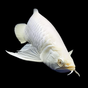 Albino Silver Arowana Osteoglossum Bicirrhosum 15cm