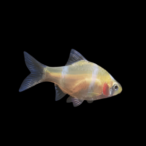 Albino Tiger Barb Puntius Tetrazona 3cm