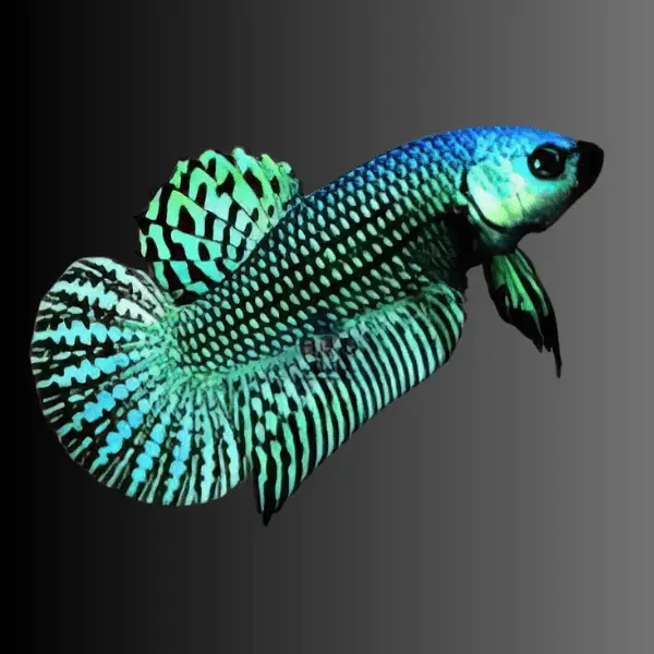 Male Betta Premium - Image 5