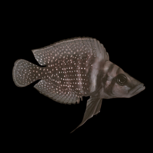 Altolamprologus Calvus Black African Cichlid 5cm
